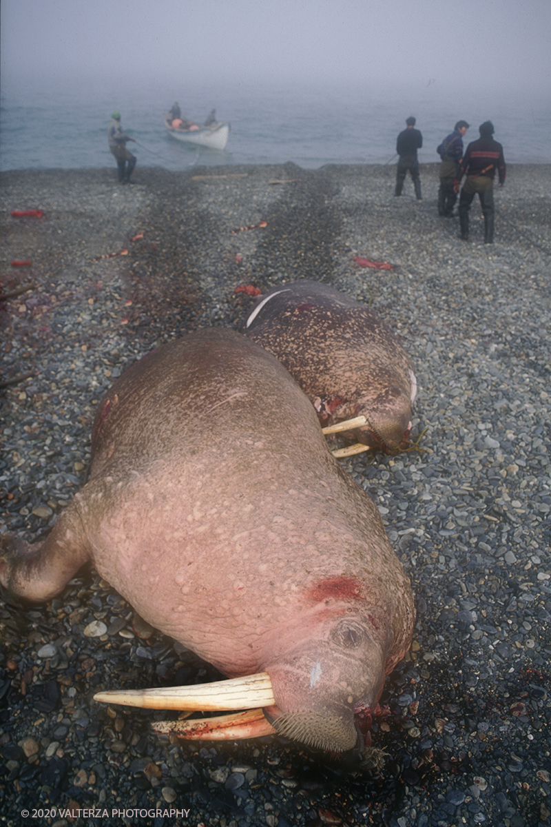 146 SIBERIA.jpg - Luglio/Agosto 1992. Siberia, terra dei Chukchi. Nell'oceano artico  125 Km a nord-est della penisola dei Chukchi (Siberia) c'Ã¨ l'isola di Wrangel, essa ospita piÃ¹ del doppio di specie vegetali (417) di qualsiasi territorio artico a paritÃ  di superficie nonchÃ¨ 30 specie diverse di uccelli oltre ad orsi polari, foche e trichechi ; per questo motivo   Ã¨ stata proclamata patrimonio dell'umanitÃ  dall'UNESCO. Nella foto Uelen ai nativi di etnia Chuckchi Ã¨ concesso di cacciare i trichechi in deroga al regime di protezione della specie.